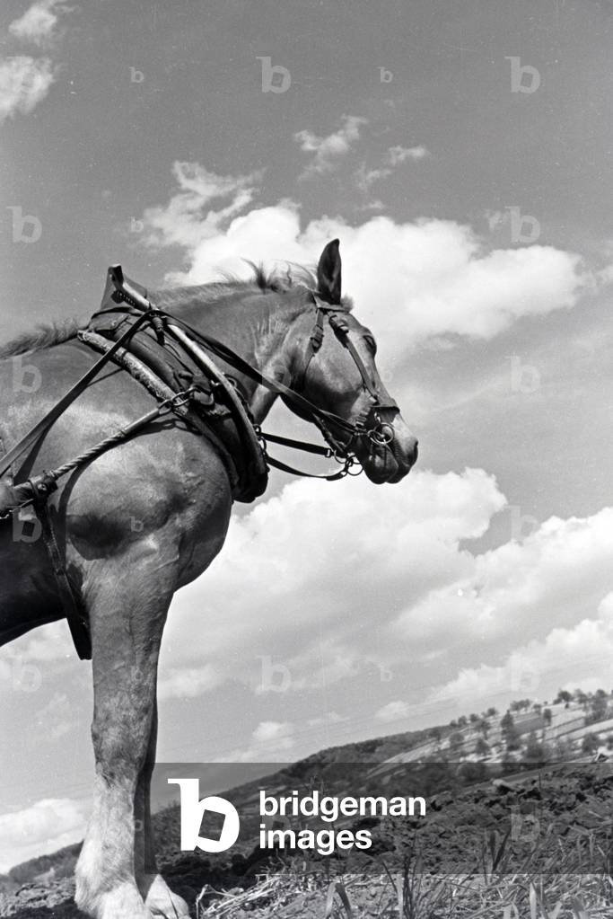 A workhorse plowing the acre, Germany 1930s (b/w photo)