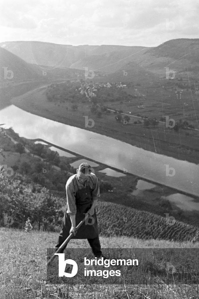Winegrower at work, Germany 1930s (b/w photo)