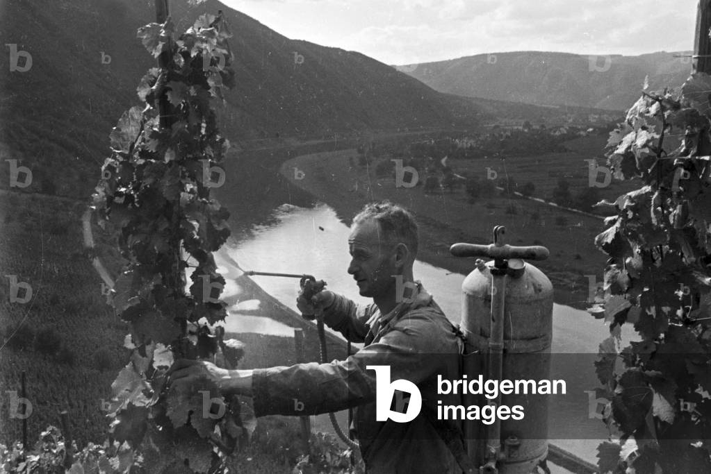 Winegrower at work in hnis vineyard near Beilstein, Germany 1930s (b/w photo)