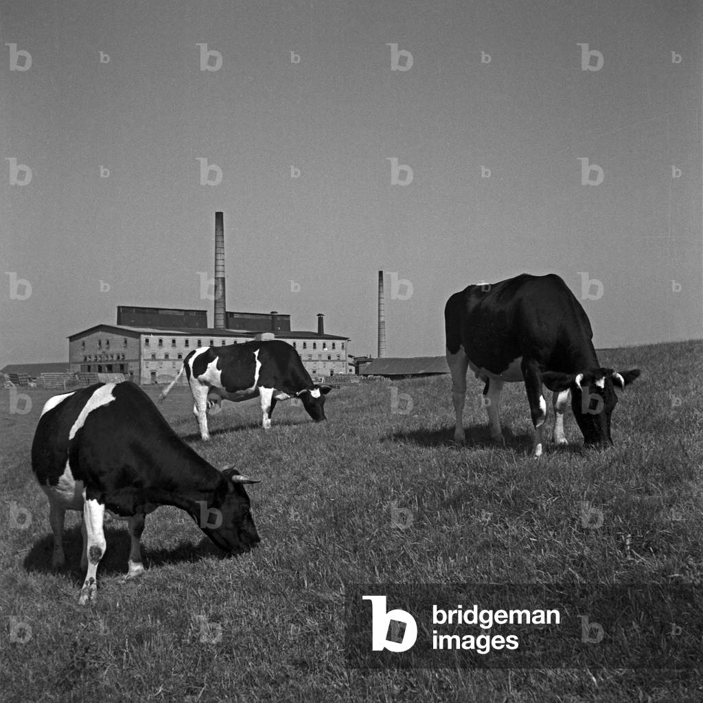 Cows grazing in front of a factory building at East Prussia, Germany 1930s (b/w photo)
