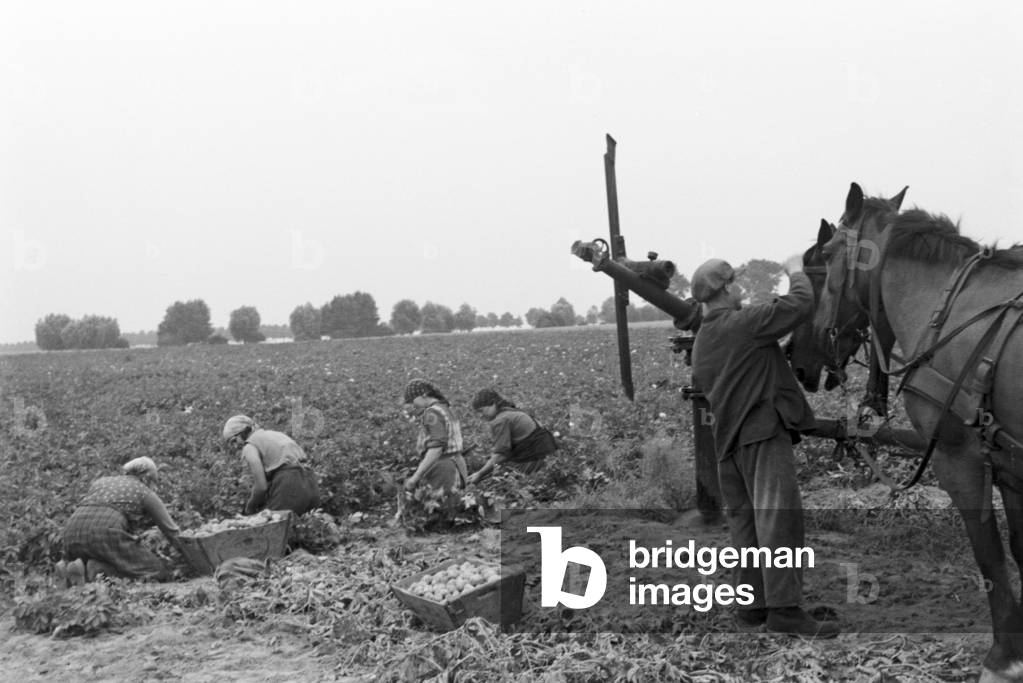 A sprinkler system in its agricultural use at a potato field, Germany 1930s (b/w photo)
