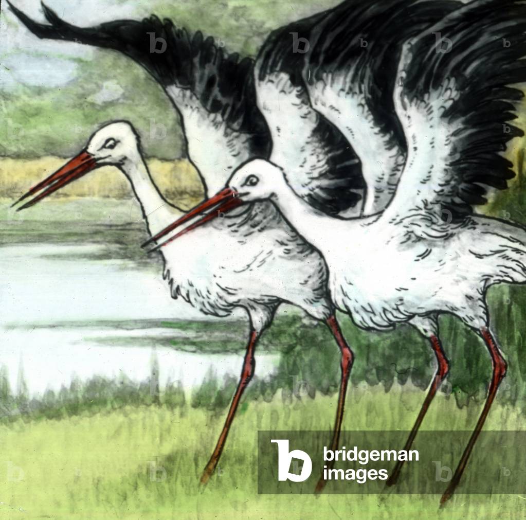 Wilhelm Hauff - Fairy Tales - Caliph stork. Image date circa 1910. Carl Simon Archive