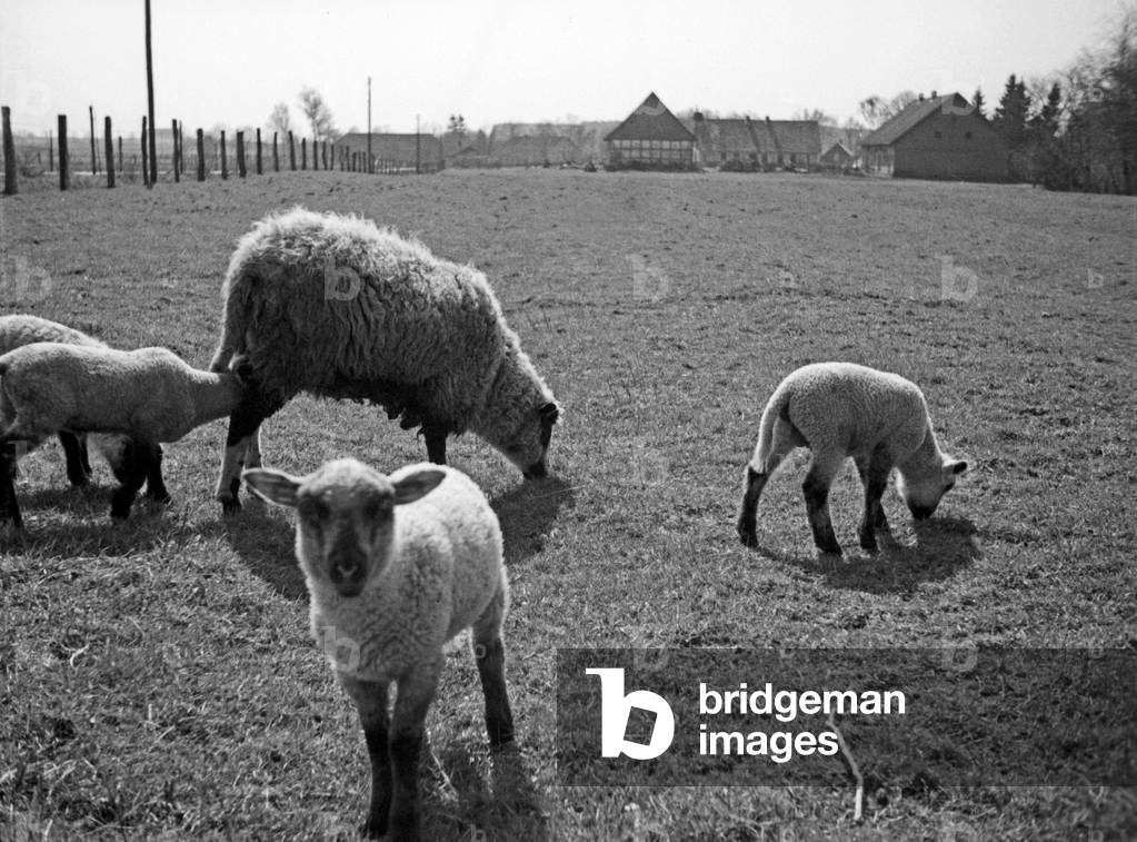 Ewe with its lambs on a meadow near Wargen, Fischhhausen district, East Prussia, 1930s (b/w photo)