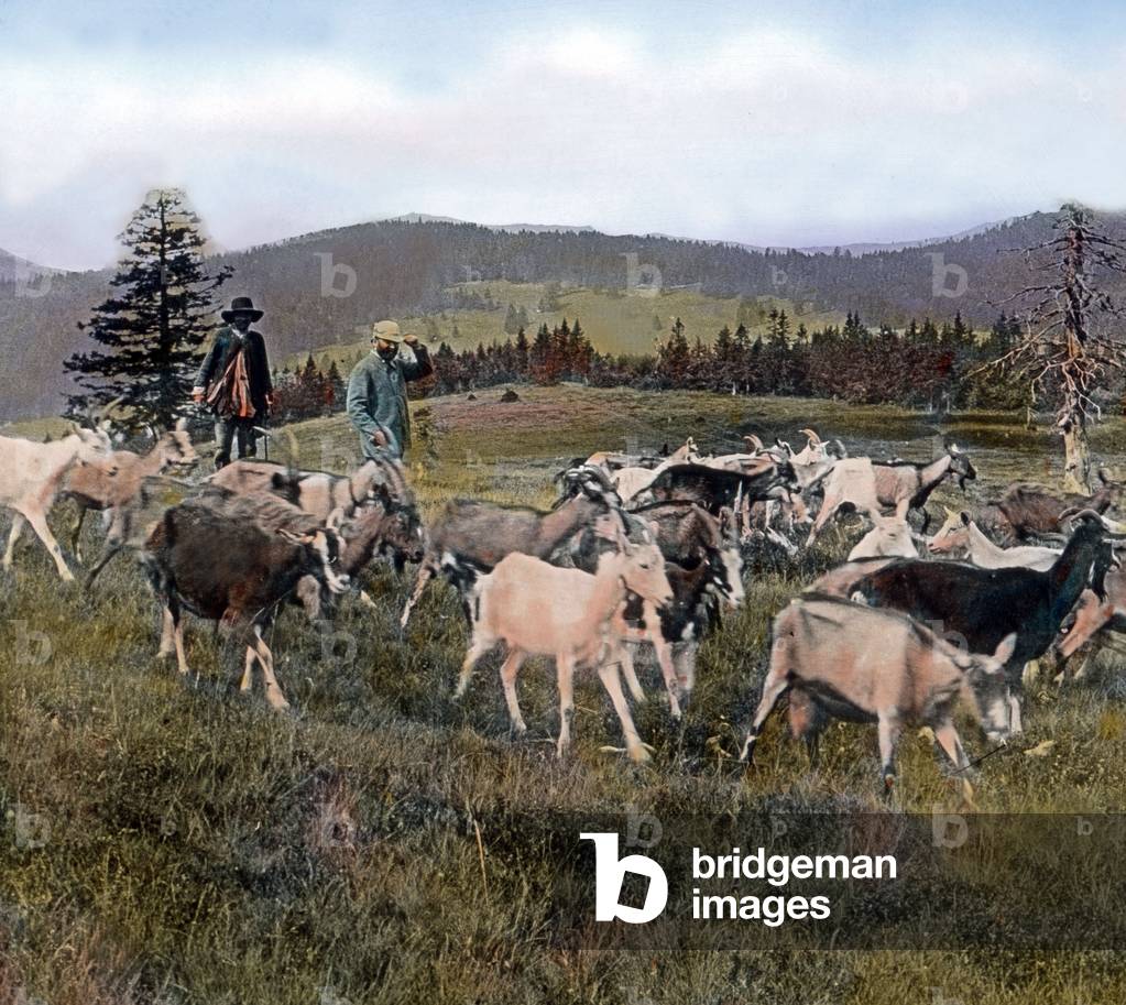 Germany, Baden region, image: goat herd in southern Black Forest. Image date: circa 1910. Carl Simon Archive