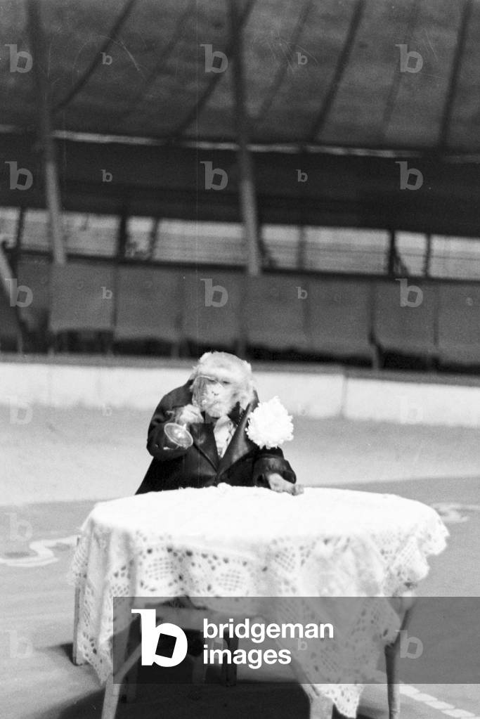 A monkey in the circus ring in a circus in Karlsbad, Germany 1930s (b/w photo)