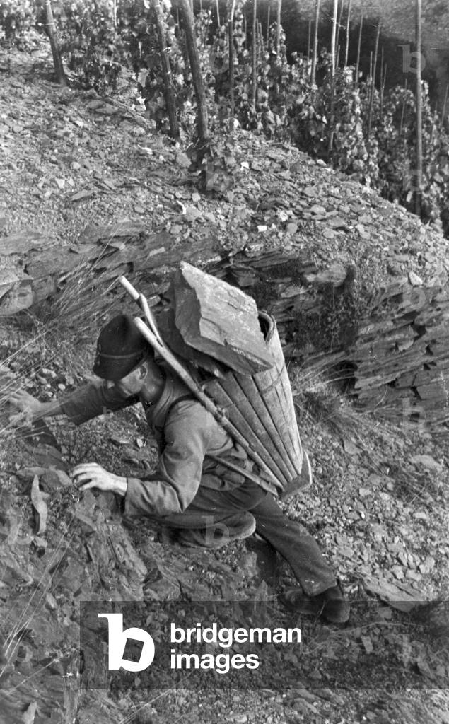 Winegrowers on their way to work, Germany 1930s (b/w photo)