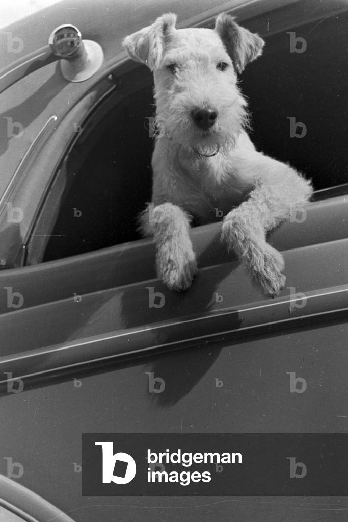 Vacation by car and with the dog, Germany 1930s (b/w photo)