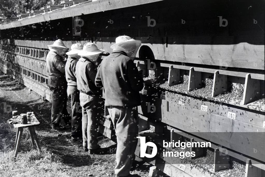 Bee keepers in protective clothing controlling the bee population in a bee house, Germany 1930s (b/w photo)
