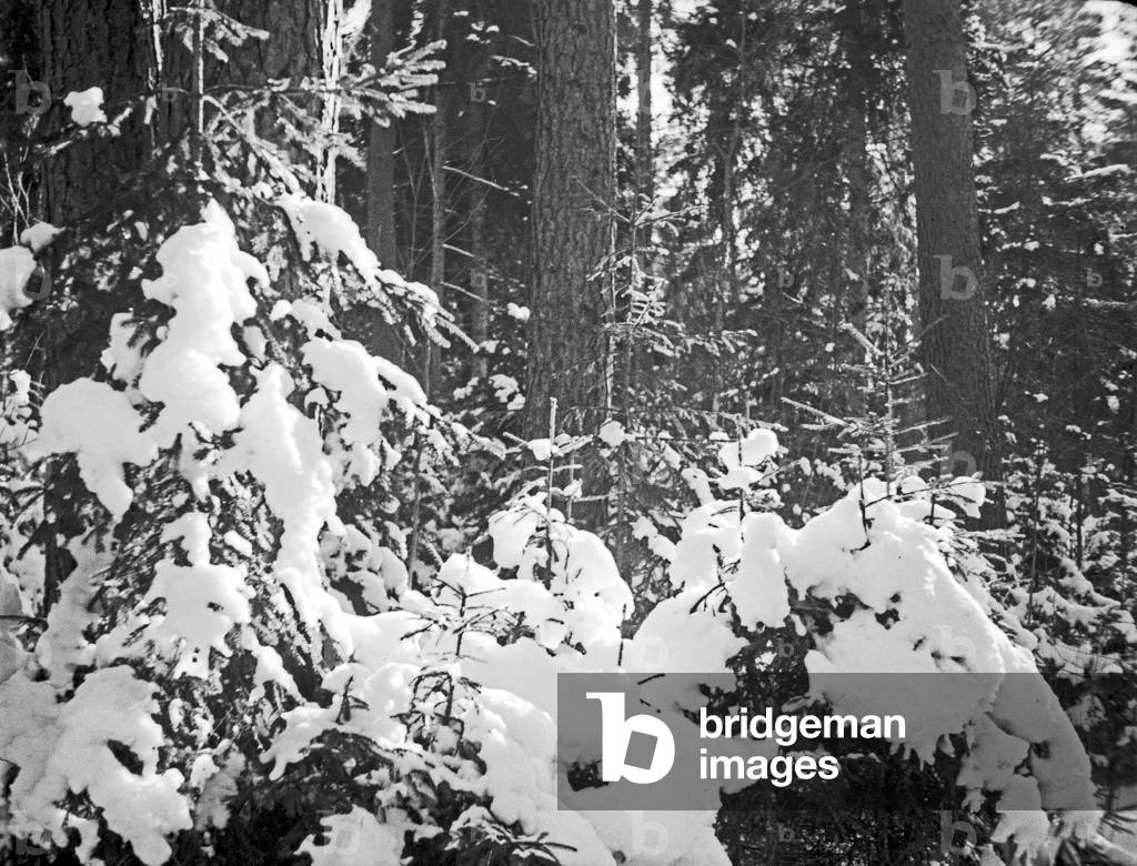 Winter at the forest near Kobbelbude, East Prussia, 1930s (b/w photo)