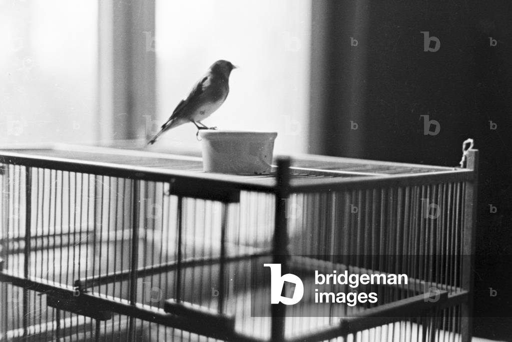 A little bird on his cage, Germany 1930s (b/w photo)