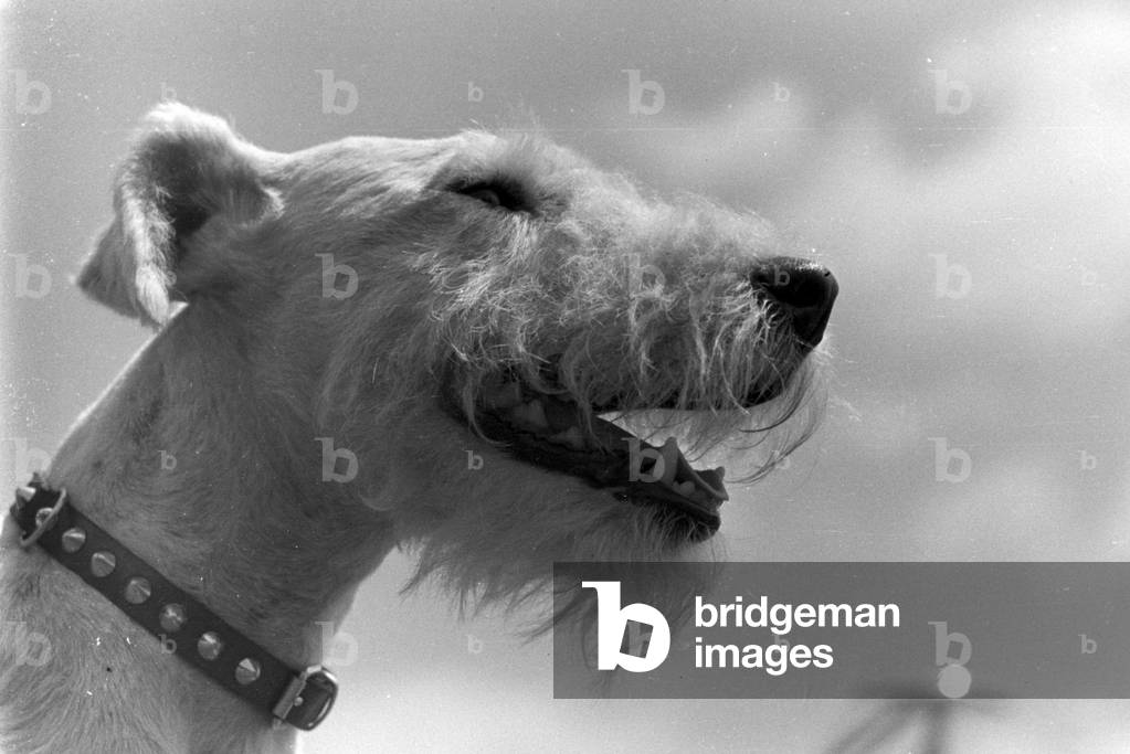 Vacation by car and with the dog, Germany 1930s (b/w photo)