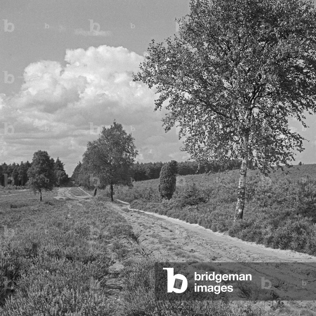 View to the landscape of Luneburg Heath, Germany 1930s (b/w photo)