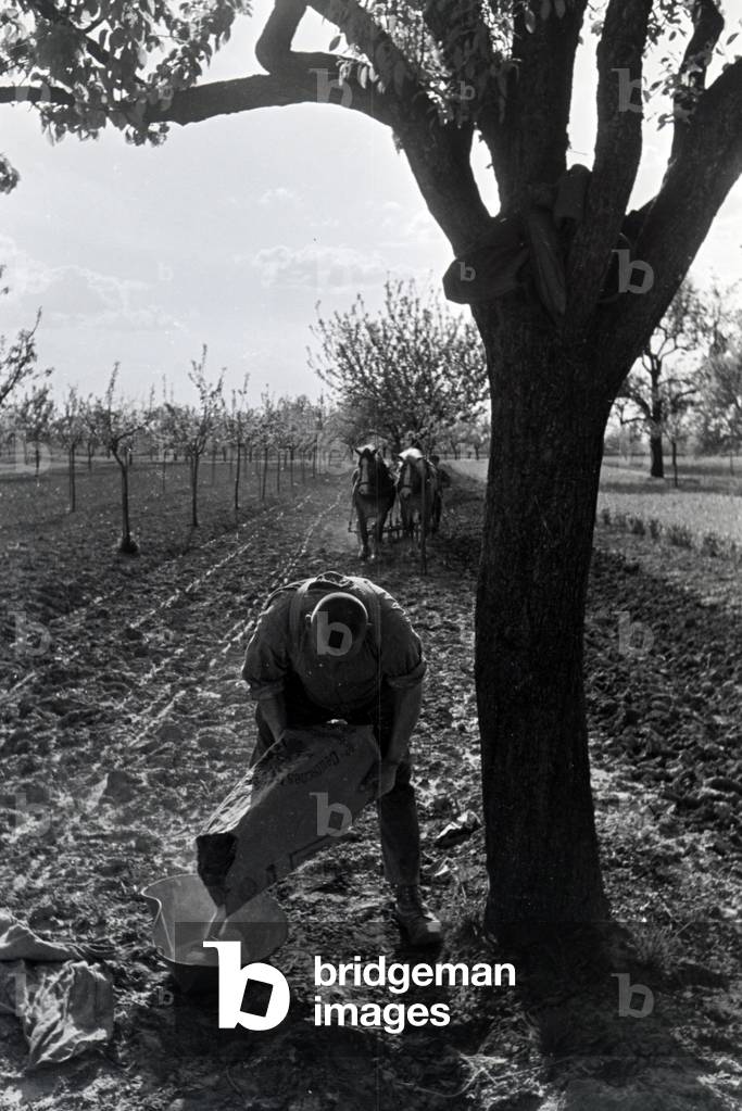 A rhenish farmer working, Germany 1930s (b/w photo)