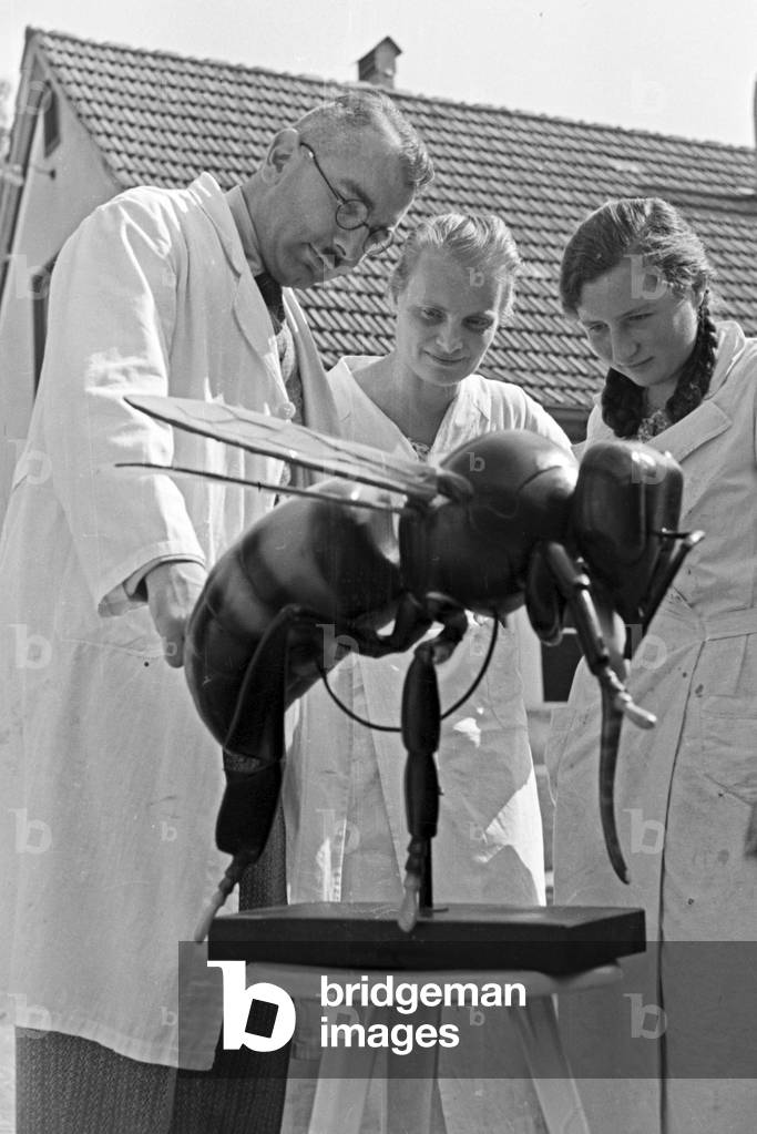 Extraction of bee venom at Mack pharmceutical company at Illertissen, the poison gland is shown on a bee model, Germany 1930s (b/w photo)