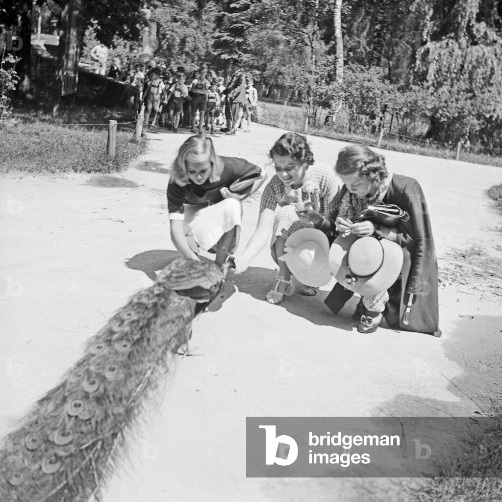 Three women feeding a peacock at Wilhelma zoological garden in Stuttgart, Germany 1930s (b/w photo)