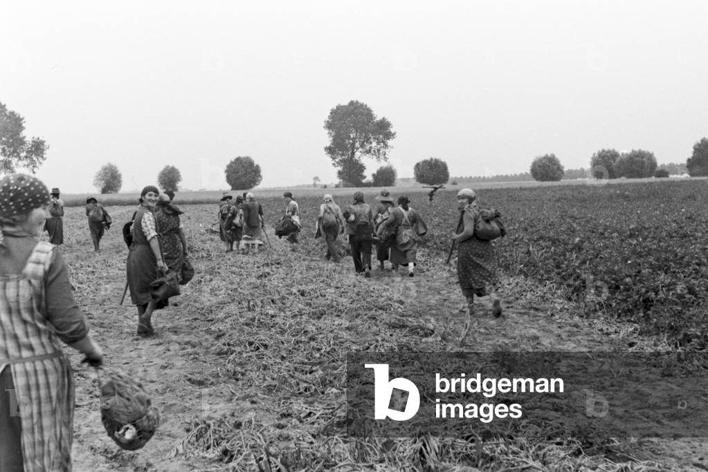 A sprinkler system in its agricultural use at a potato field, Germany 1930s (b/w photo)