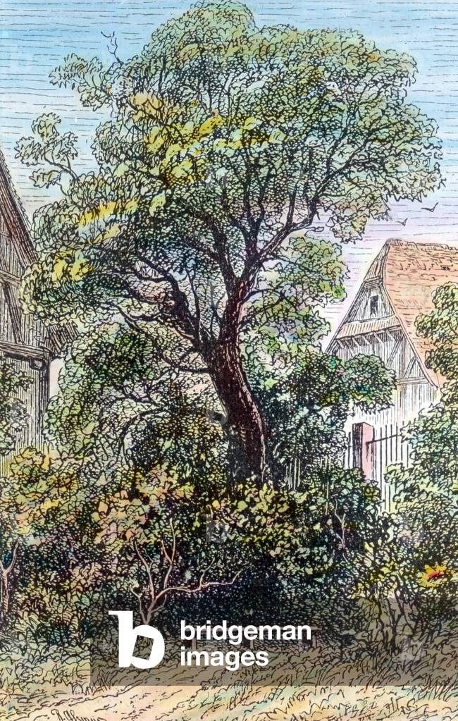 Elderbush at Sesenheim.