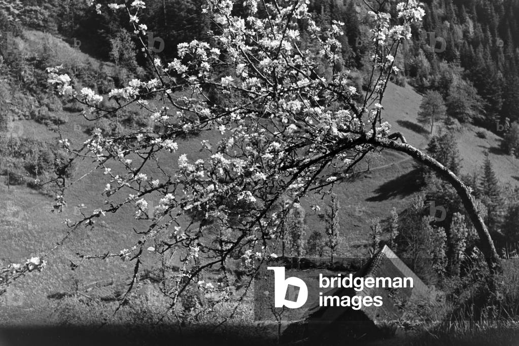 Idyllic panoramic view of the Black Forest, Germany 1930s (b/w photo)