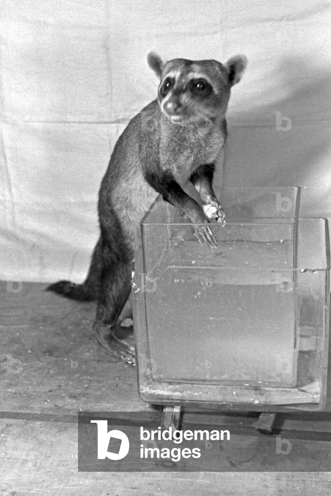 Experimental arrangement with a young racoon in an animal experiment at the insitute for animal psychology of Wilhelms university at Muenster, Germany 1930s (b/w photo)