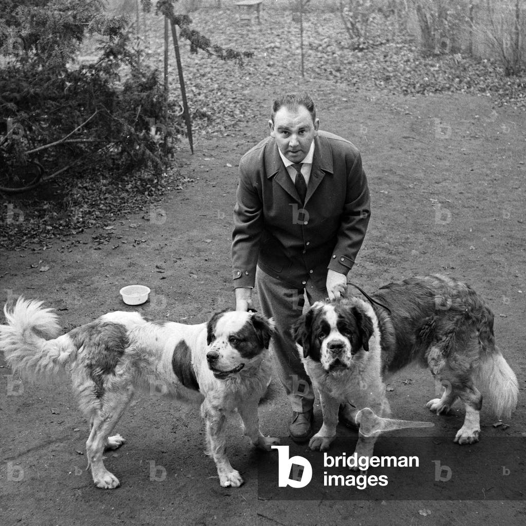 Non-fiction author and journalist Ulrich Klever with two Saint Bernard dogs, Germany 1960s