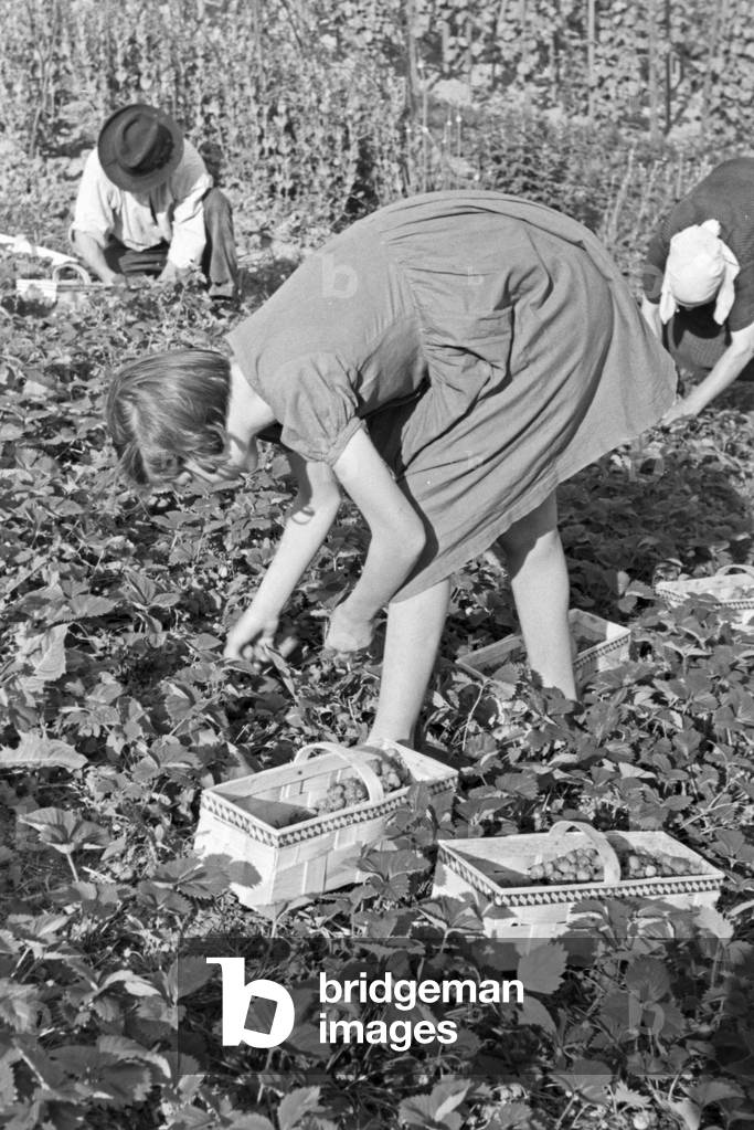 Seasonal farm worker for the strawberry harvest at Buehl, Germany 1930s (b/w photo)
