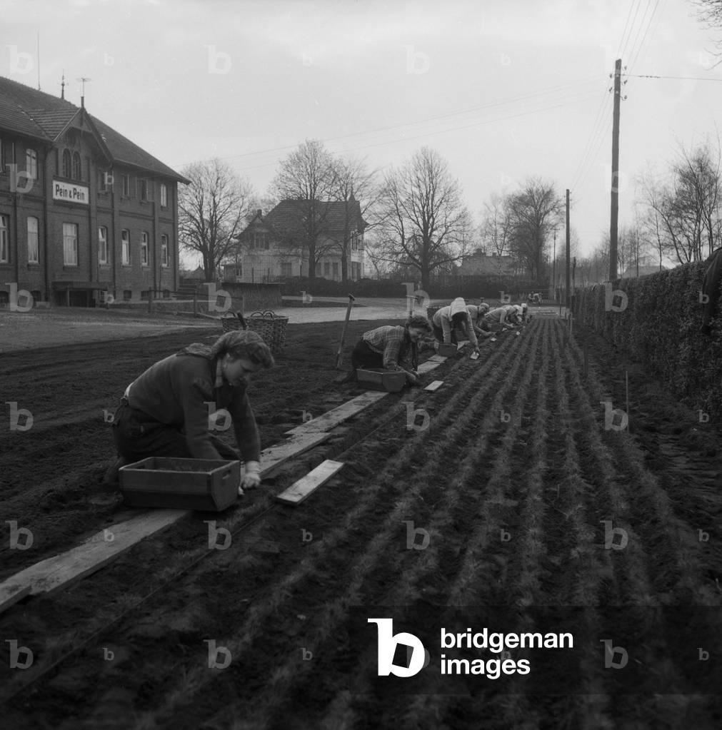 Women planting flowers at garden center Pein near Hamburg, Germany 1956