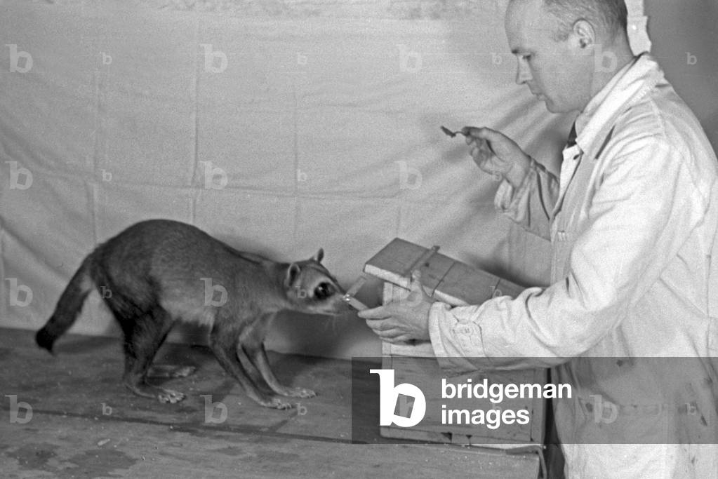 Experimental arrangement with a young racoon in an animal experiment at the insitute for animal psychology of Wilhelms university at Muenster, Germany 1930s (b/w photo)