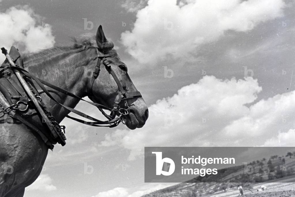 A workhorse plowing the acre, Germany 1930s (b/w photo)