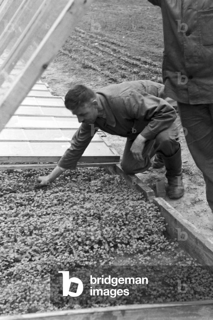 Scenes from everyday life of a agricultural firm, Germany 1930s (b/w photo)