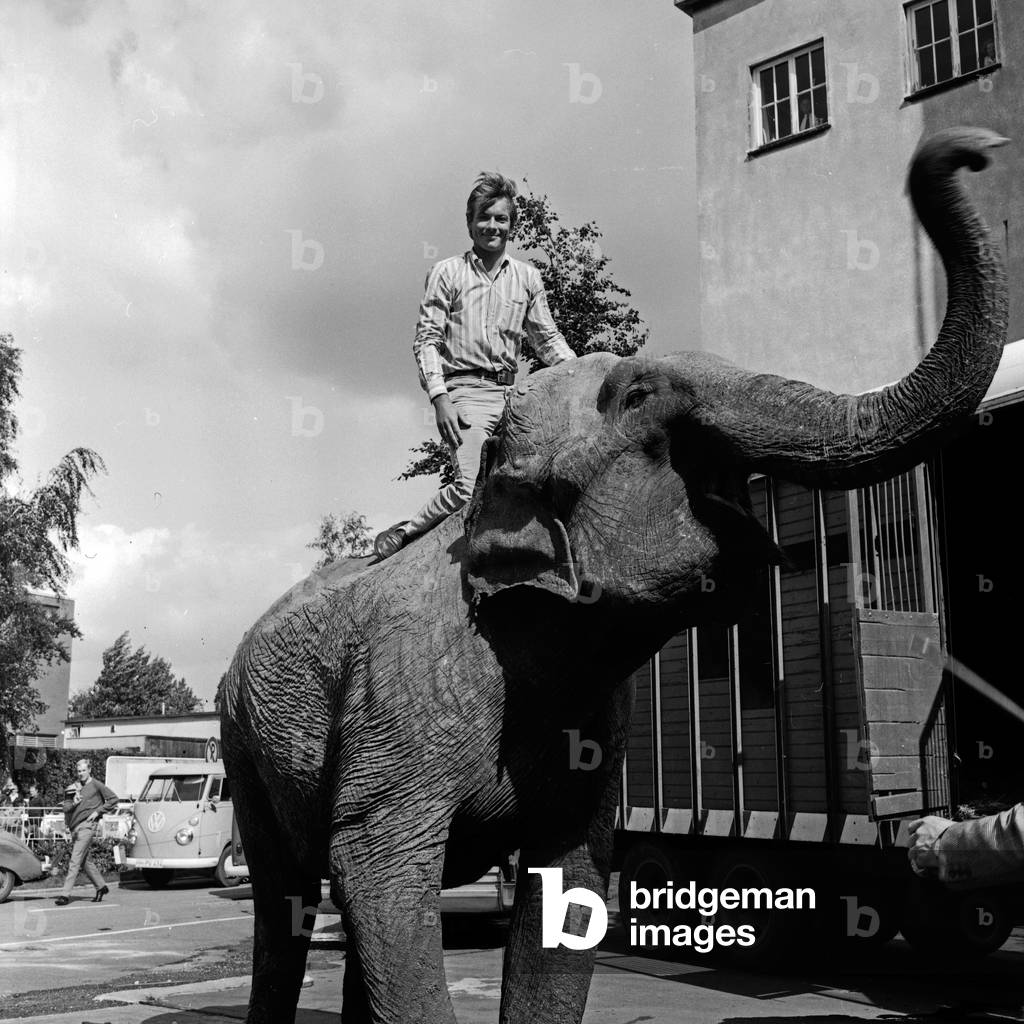 An elephant on the way to the studio of German TV station Zweites Deutsches Fernsehen at Hamburg, Germany 1960s