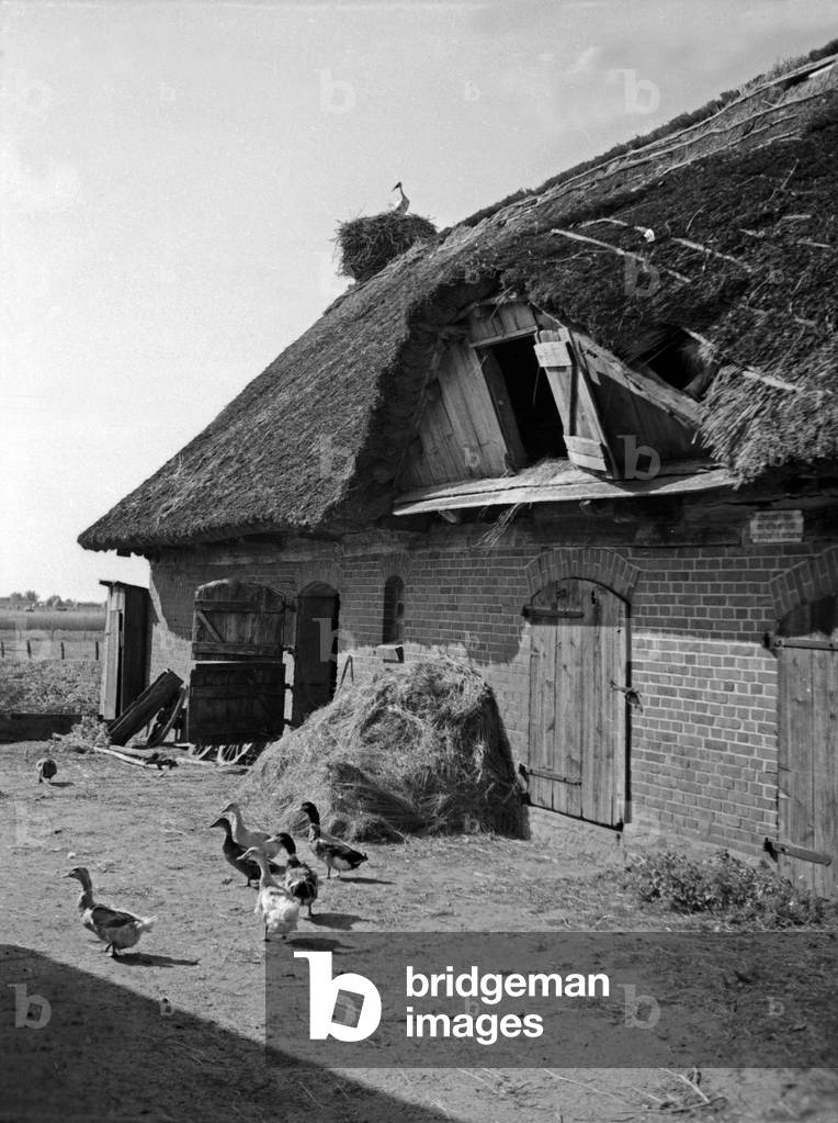 A stork in its nest on a farmhouse in East Prussia, 1930s (b/w photo)