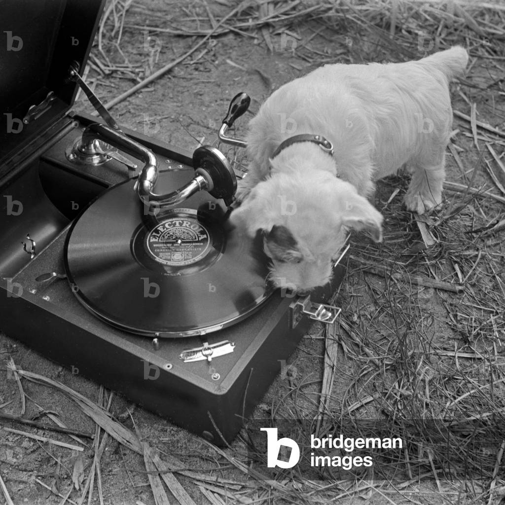 Advertising: a nosey puppy exmining a gramophone with a shellack record, Germany 1930s (b/w photo)