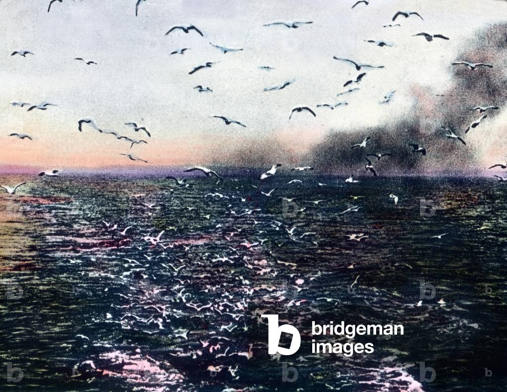 Seagulls over the ocean, 1920s