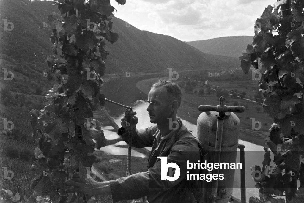 Winegrower at work in hnis vineyard near Beilstein, Germany 1930s (b/w photo)