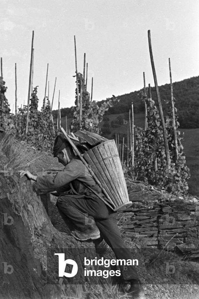 Winegrowers on their way to work, Germany 1930s (b/w photo)