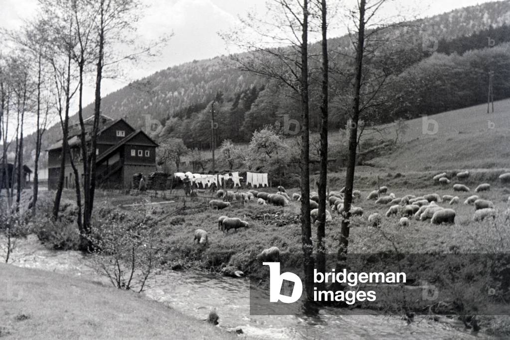 An excursion to the Forest of Odes, Germany 1930s (b/w photo)
