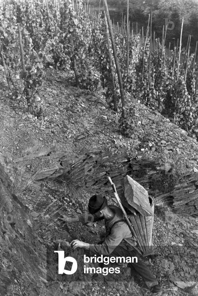 Winegrowers on their way to work, Germany 1930s (b/w photo)