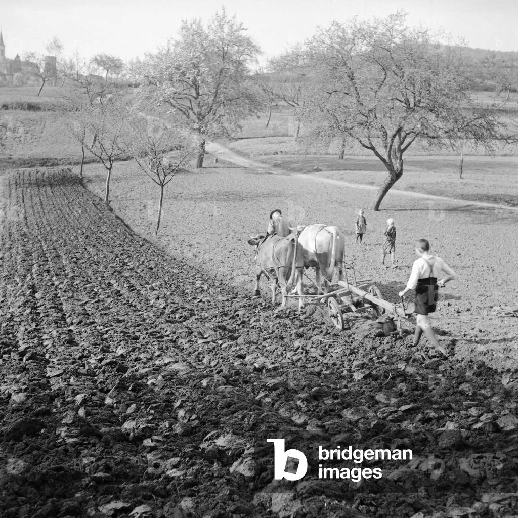 A farmer family ploughing their soil, Germany 1930s (b/w photo)