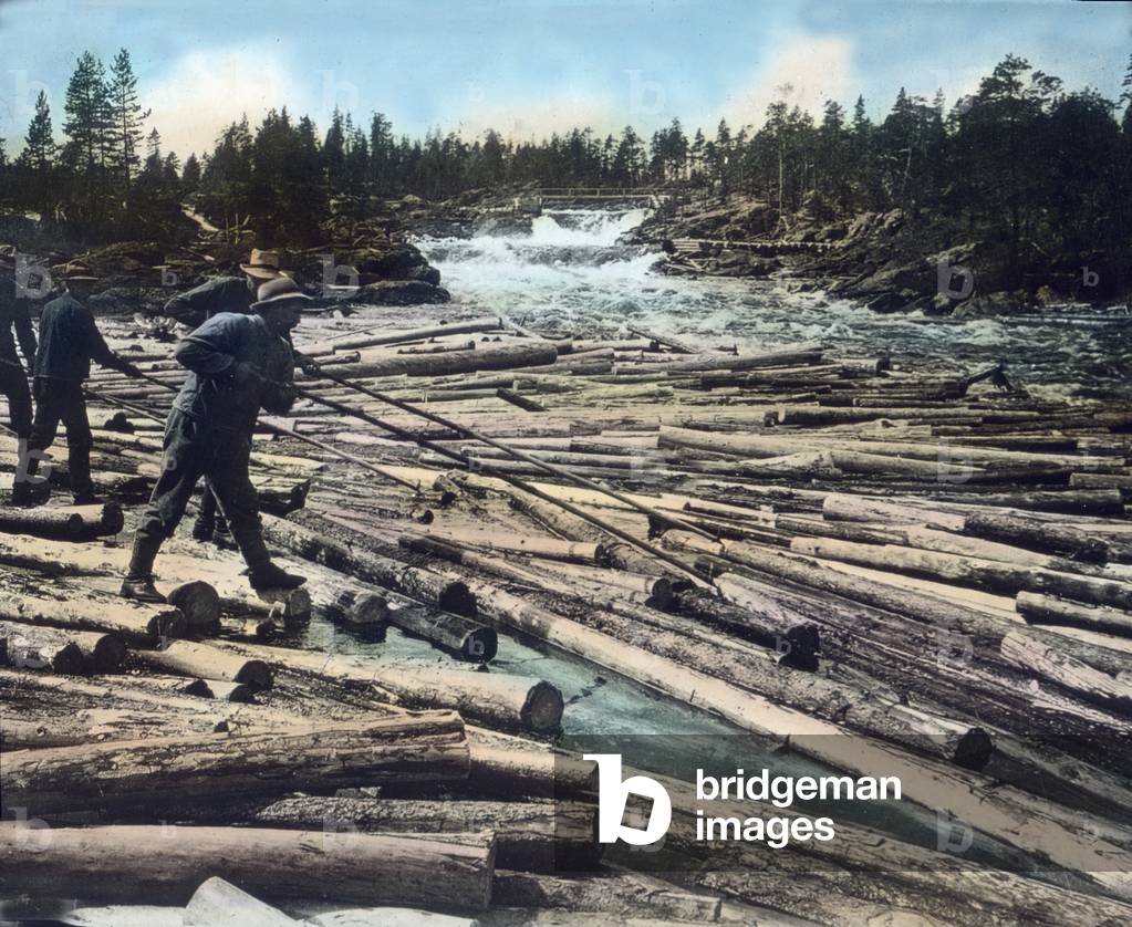 Wood in the river