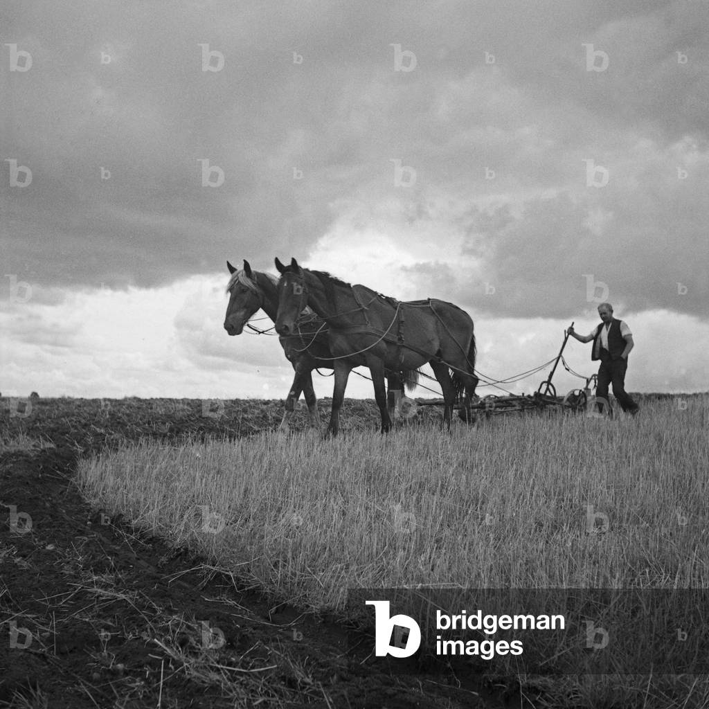 Cereal harvest at Altmuehltal valley, Germany 1930s (b/w photo)
