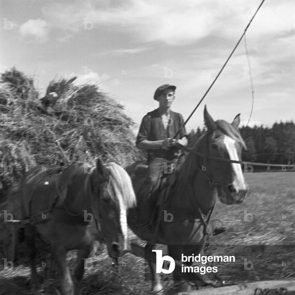 Harvestin hay in Masuria in East Prussia, Germany 1930s (b/w photo)