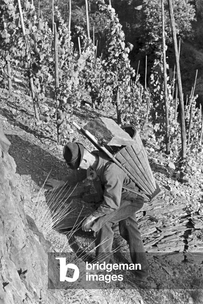 Winegrowers on their way to work, Germany 1930s (b/w photo)