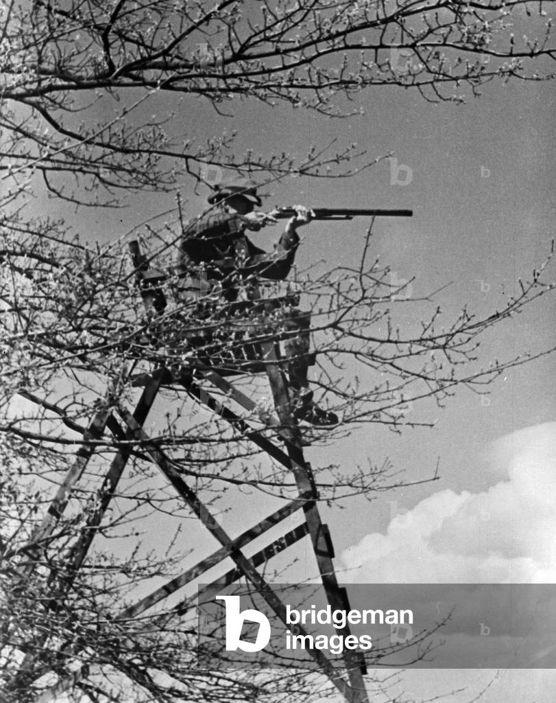 Reproduction of a photograph: hunter shooting from his stance, Germany 1930s (b/w photo)