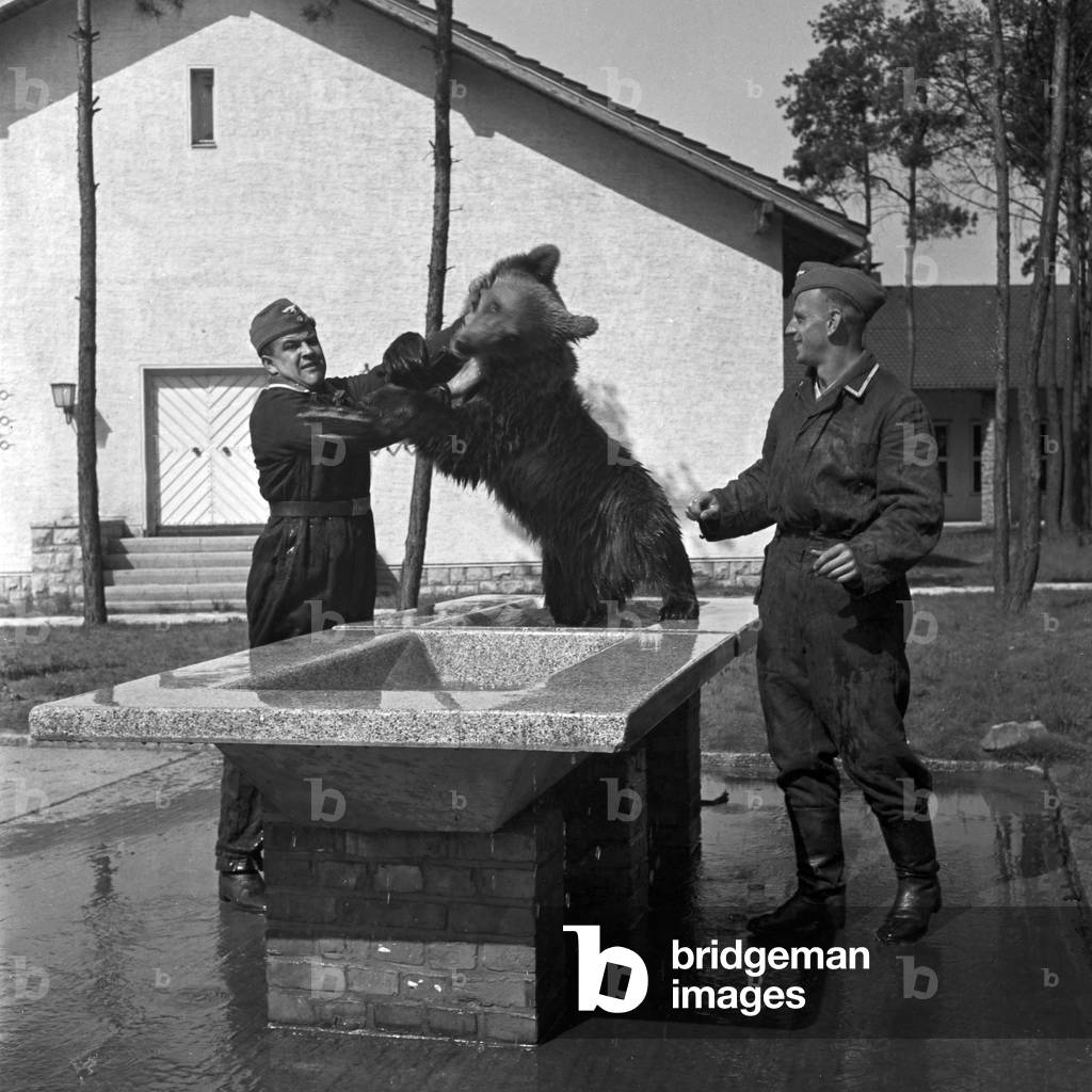 The living mascot - a little bear at a signal corps, Germany 1940s (b/w photo)