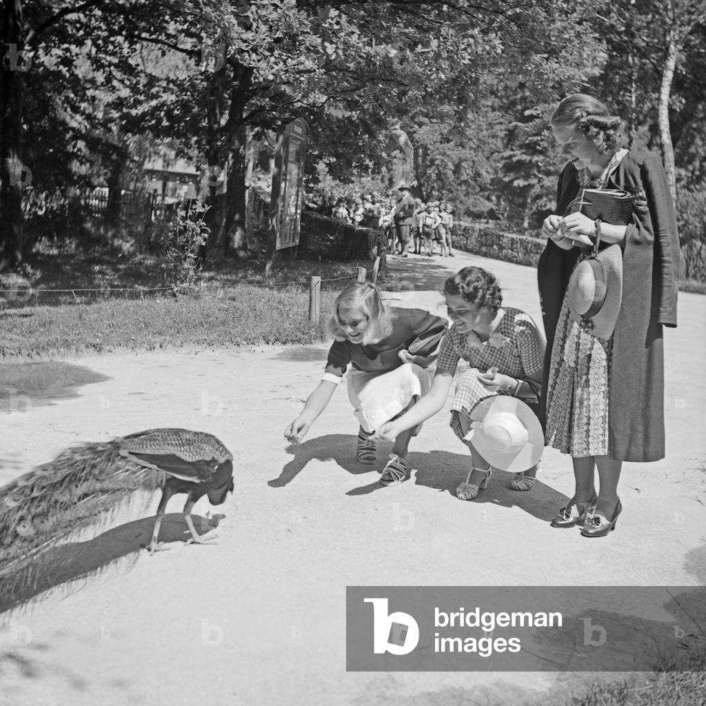 Three women feeding a peacock at Wilhelma zoological garden in Stuttgart, Germany 1930s (b/w photo)