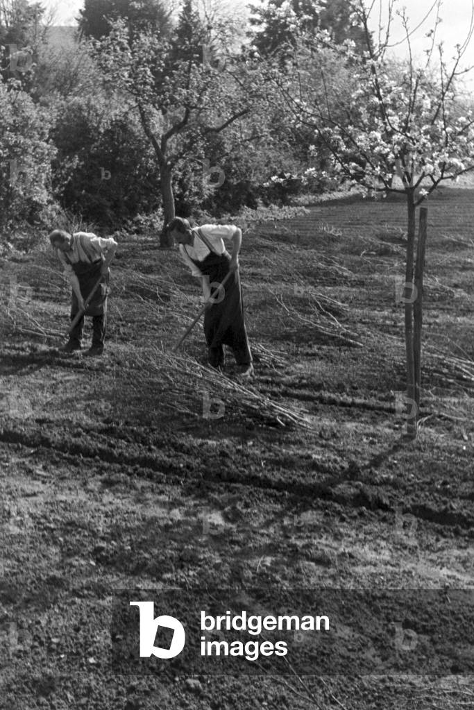 Gardening at Amorbach, Germany 1930s (b/w photo)