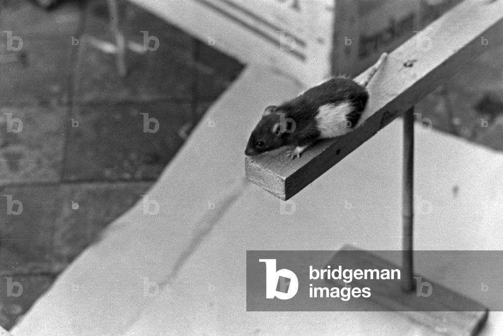 Experimental arrangement with a rat in search of its reward in an animal experiment at the insitute for animal psychology of Wilhelms university at Muenster, Germany 1930s (b/w photo)