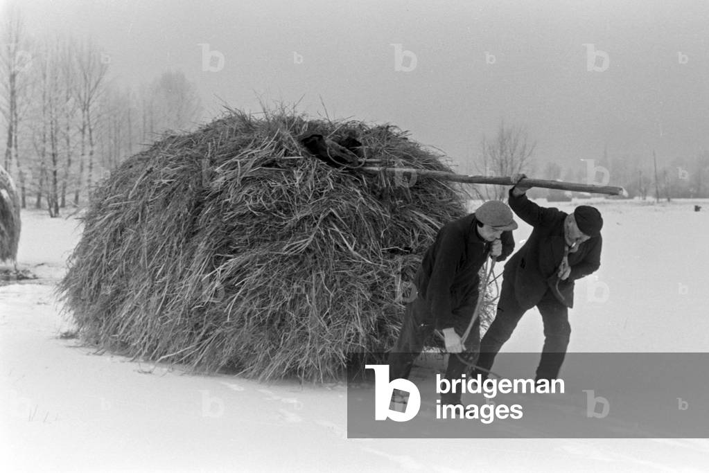 Two man pulling firewood from a Spreewald forest, Germany 1930s (b/w photo)