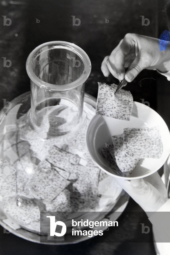 A lab assistant taking out a sample of bee poison out of a flask, Germany 1930s (b/w photo)