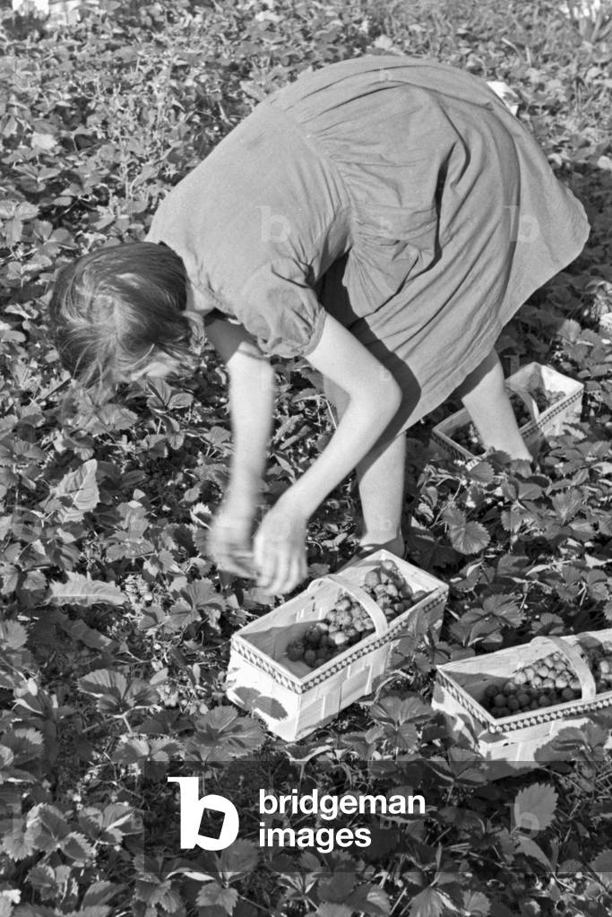 Seasonal farm worker for the strawberry harvest at Buehl, Germany 1930s (b/w photo)